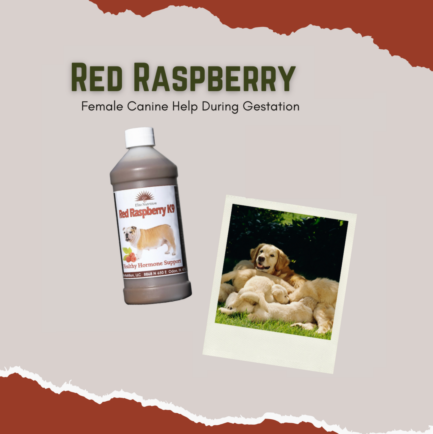 Red Raspberry 16 Ounce - Canine Female Gestation Help