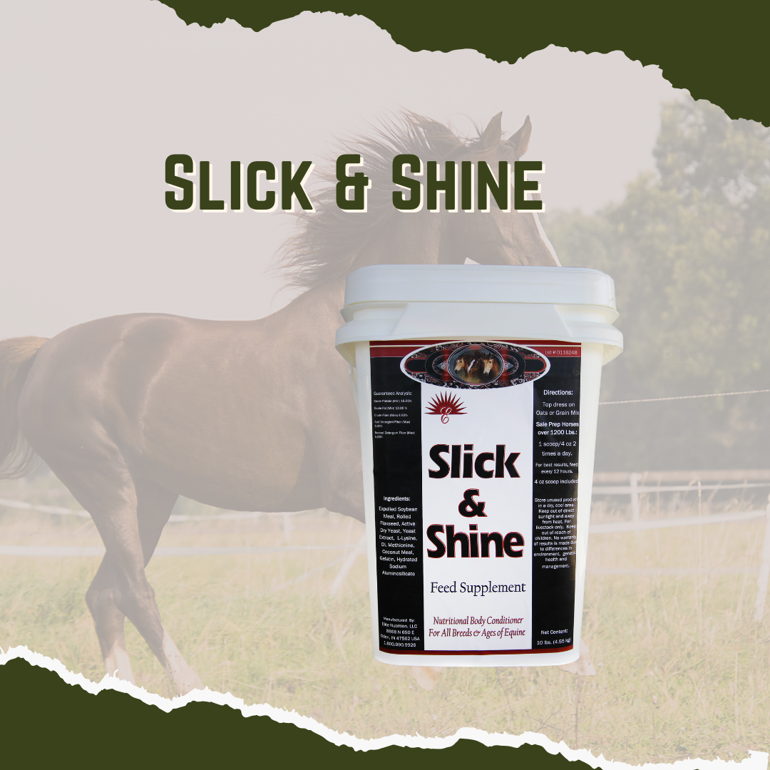 Equine Slick and Shine - Show or Sale Prep Finisher for Equine