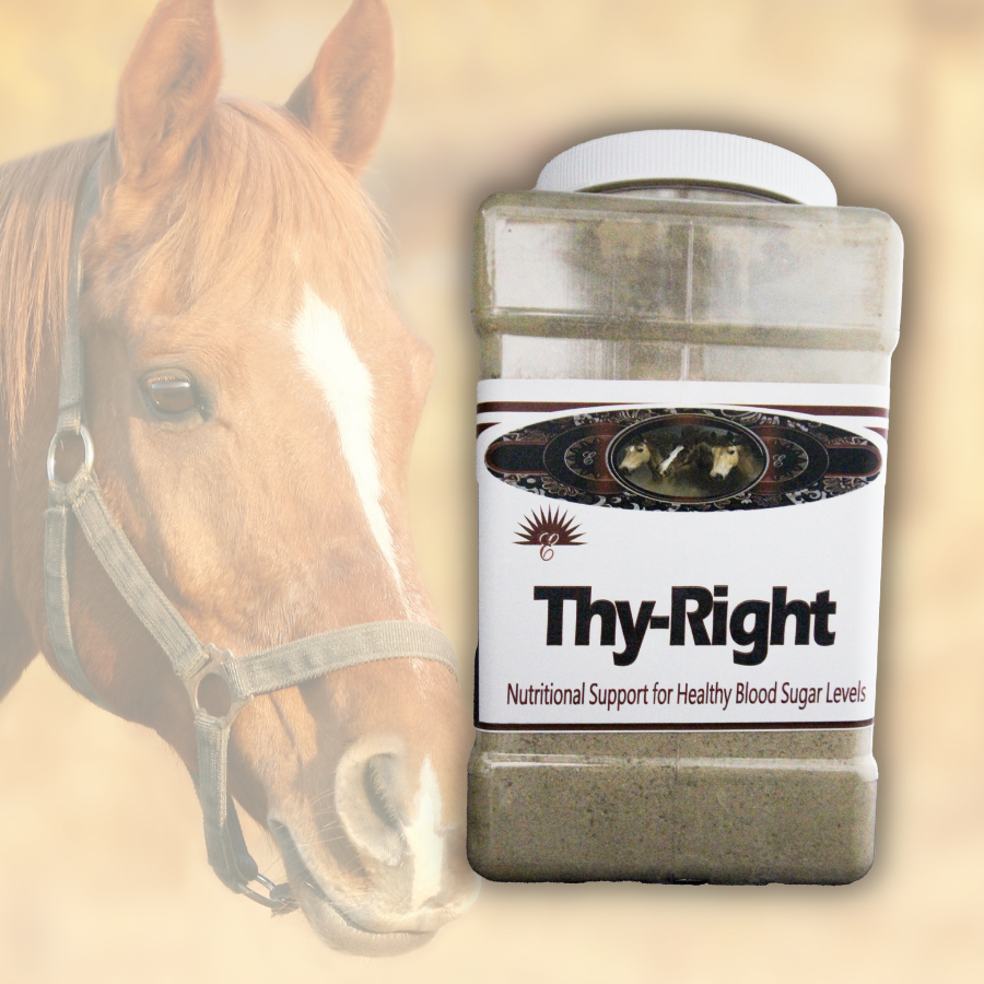 5lb Container Experience improved health for your horse like never before with ThyRight. This tailored solution is designed to aid horses with thyroid and metabolic weakness, promoting balance and optimal thyroid function for overall health. With a low-starch diet and metabolic support, ThyRight assists in weight management and overall wellbeing. Give your horse the right support today.