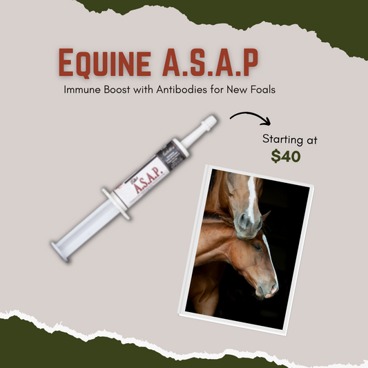 Immunity Boost With Antibodies for New Foals - -Probiotic and Prebiotic Blend with colostrum-  -Natural Antibodies-  -Immunity Booster-  -Failure To Thrive-  -Off Feed-  -Scours-  -Sick Foals-  Contains A Source of Live (viable) Naturally Occurring Microorganisms.