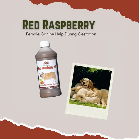 Red Raspberry 16 Ounce  - Canine Female Gestation Help