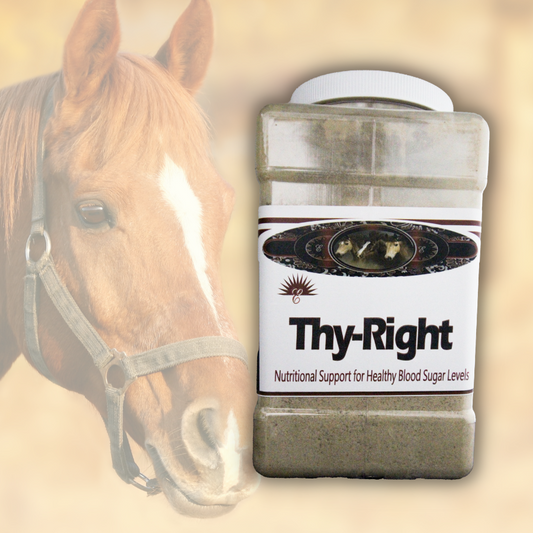 5lb Container  Experience improved health for your horse like never before with ThyRight. This tailored solution is designed to aid horses with thyroid and metabolic weakness, promoting balance and optimal thyroid function for overall health. With a low-starch diet and metabolic support, ThyRight assists in weight management and overall wellbeing. Give your horse the right support today.