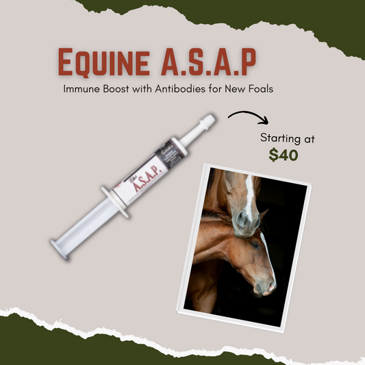  Immunity Boost With Antibodies for New Foals - -Probiotic and Prebiotic Blend with colostrum-  -Natural Antibodies-  -Immunity Booster-  -Failure To Thrive-  -Off Feed-  -Scours-  -Sick Foals-  Contains A Source of Live (viable) Naturally Occurring Microorganisms.