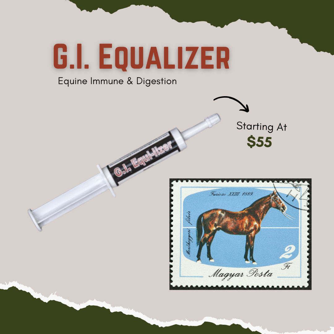 Equine GI Equalizer - Equine Immune & Digestion
