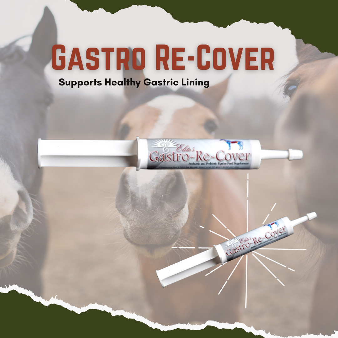 Gastro Re Cover - Supports Healthy Gastric Lining