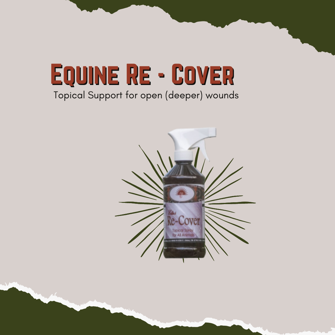 Equine Re-Cover - Support for open (deeper) wounds