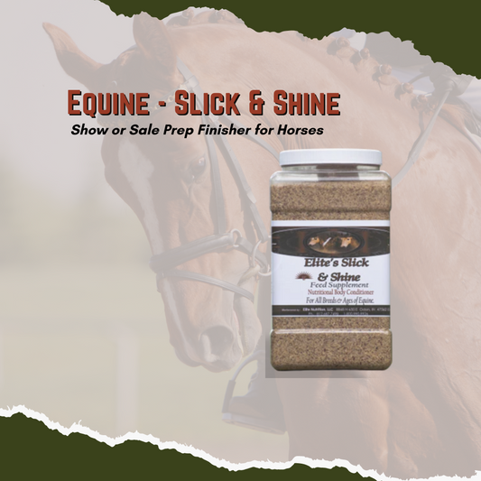 Equine Slick and Shine is a high-fat top dress designed to help prepare horses for events or sales. Containing coconut meal, it provides essential nutrients to help fill out bodies and give hair coats a glossy finish. With its rich source of amino acids, Equine Slick and Shine can help horses look their best in the show ring or sale ring.